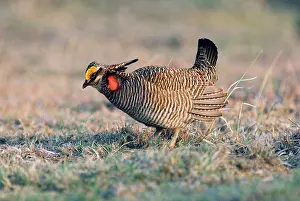 Tympanuchus: Lesser Prairie-chicken - male on display groundSS