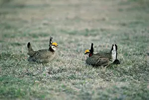 Boundary: Lesser Prairie-chicken - Males at boundary of territories