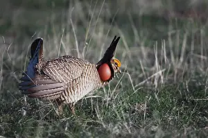Panhandle: Lesser Prairie-Chicken (Tympanuchus pallidicinctus)