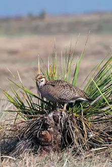 Tympanuchus: LESSER PRAIRIE GROUSE