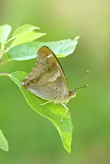 Emperors: Lesser Purple Emperor