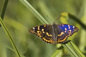 Reeds: A Lesser purple emperor (Apatura lilia) on a reed stalk with spread wings