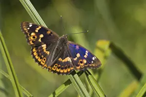 Reeds: A Lesser purple emperor (Apatura lilia) with spread wings sitting on a reed