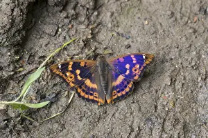 120219: Lesser Purple Emperor Butterfly - Hungary