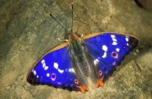Emperors: Lesser Purple Emperor BUTTERFLY - showing false