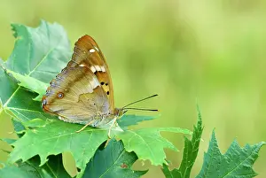 Emperors: Lesser purple emperor - Underside, resting on leaf