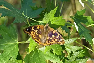 Emperors: Lesser purple emperor - Upperside, resting on leaves