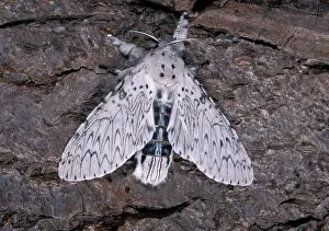 Puss: Lesser Puss Moth