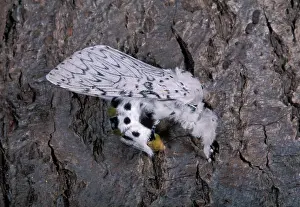 Feigning: Lesser Puss Moth - catalepsy (Death feigning posture)