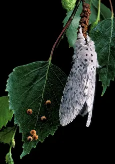 Puss: Lesser Puss Moth - female and its eggs on birch leaf