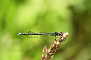 Erythromma: Lesser Red-eyed Damselfly (Erythromma viridulum)