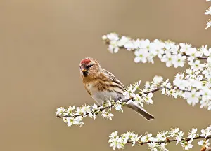 Cabaret: Lesser Redpoll - female in blackthorn - Spring