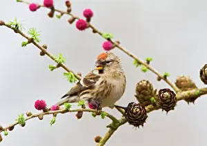 Cabaret: Lesser Redpoll - female feeding on Larch
