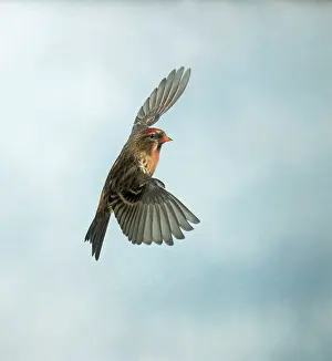 Redpolls: Lesser Redpoll - male, in flight