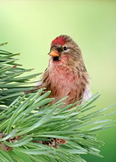 Redpolls: Lesser Redpoll - Male on pine