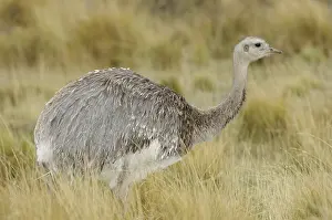 Rheas: Lesser Rhea