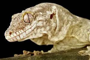 Backgrounds: Lesser rough-snouted giant gecko (Rhacodactylus