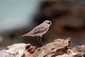 Dotterel: Lesser Sand Plover / Lesser Sandplover / Mongolian