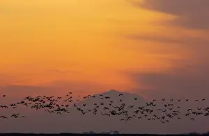 Diablo: Lesser Sandhill Cranes - in flight - to roost at