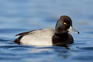 Scaups: Lesser Scaup