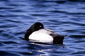 Affinis: Lesser Scaup