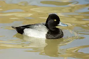 Affinis: Lesser Scaup