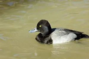 Affinis: Lesser Scaup
