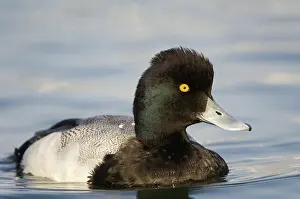 Affinis: Lesser Scaup