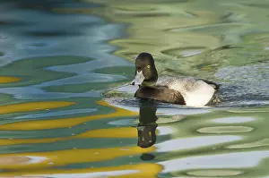 Affinis: Lesser Scaup