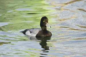 Affinis: Lesser Scaup
