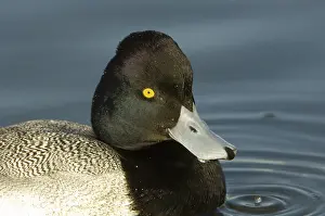 Affinis: Lesser Scaup