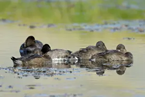 Aythya: Lesser Scaup