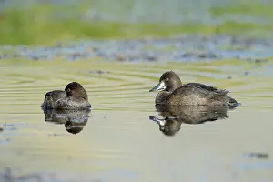 Aythya: Lesser Scaup