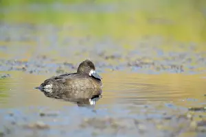 Aythya: Lesser Scaup