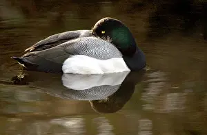 Aythya: Lesser Scaup, Aythya affinis, Stanley Park