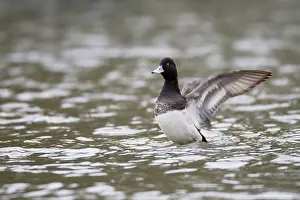 Scaup: Lesser Scaup - drake flapping wings - winter