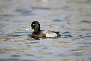 Scaup: Lesser Scaup - drake - winter