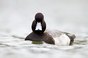 Scaup: Lesser Scaup - drake - winter