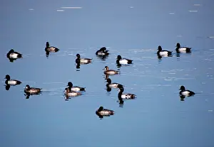 Affinis: Lesser Scaup Duck - group