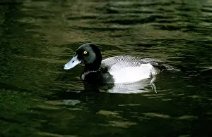 Affinis: Lesser Scaup Duck - male