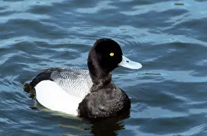 Affinis: Lesser Scaup Duck - male