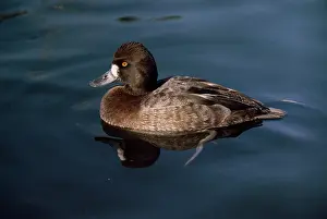 Scaups: Lesser Scaup - female