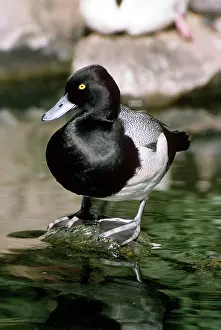 Affinis: Lesser Scaup - male