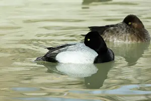 Affinis: Lesser Scaup male