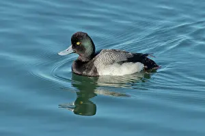 Affinis: Lesser Scaup male swimming