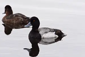 Scaups: Lesser Scaups Afloat