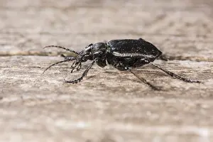230517: Lesser searcher beetle or caterpillar-hunter (Calosoma i