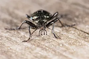 Wooden: Lesser searcher beetle or caterpillar-hunter (Calosoma inquisitor) walking on wooden board