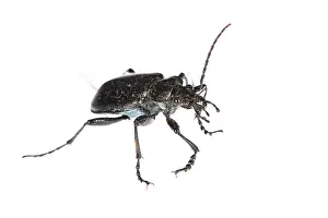 Close Up: Lesser searcher beetle or caterpillar-hunter (Calosoma inquisitor) against a white background