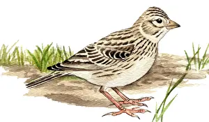 Lark: Lesser Short-toed Lark